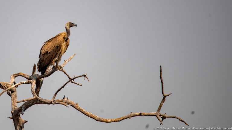 Large brown vulture with hooked bill perches upright on the top branches of a dead tree.