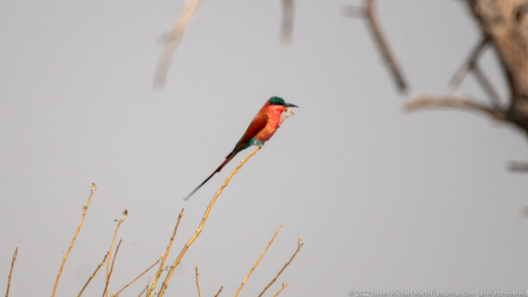 Small red and turquoise bee-eater with long tail streamers perched at the tip of a bare twig.