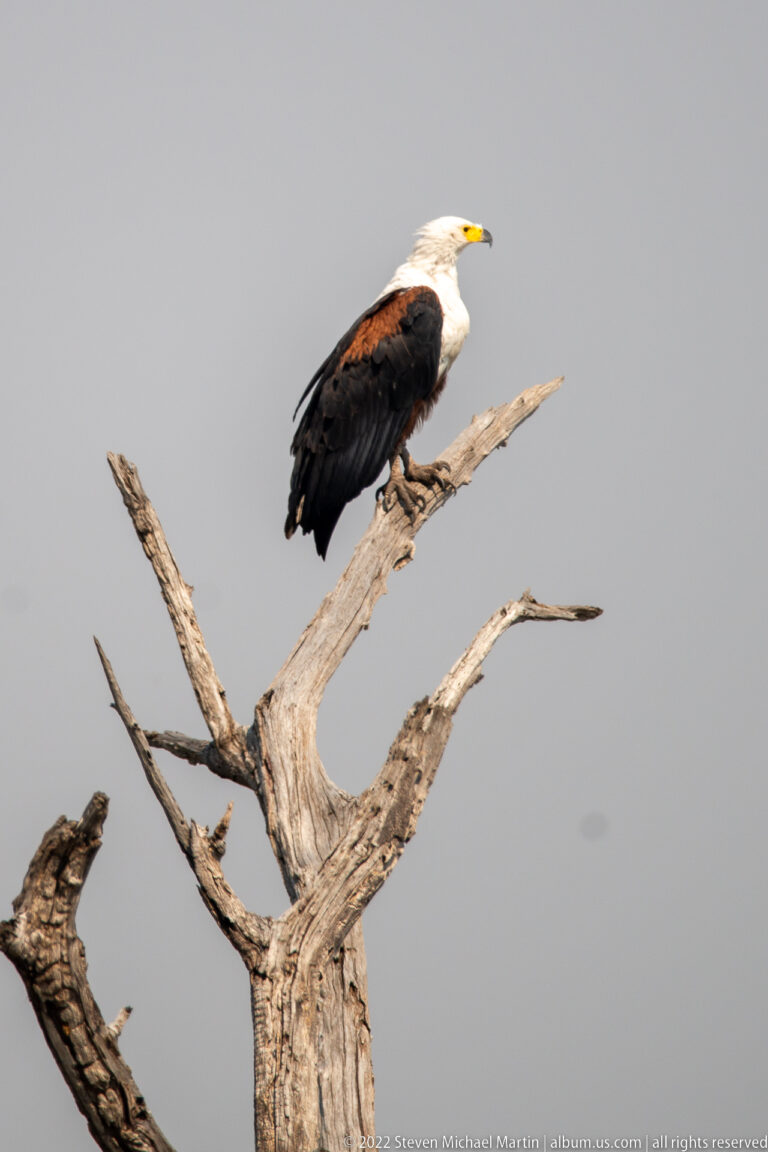 Adult African fish eagle with white head and chestnut shoulders perched on a dead tree branch.