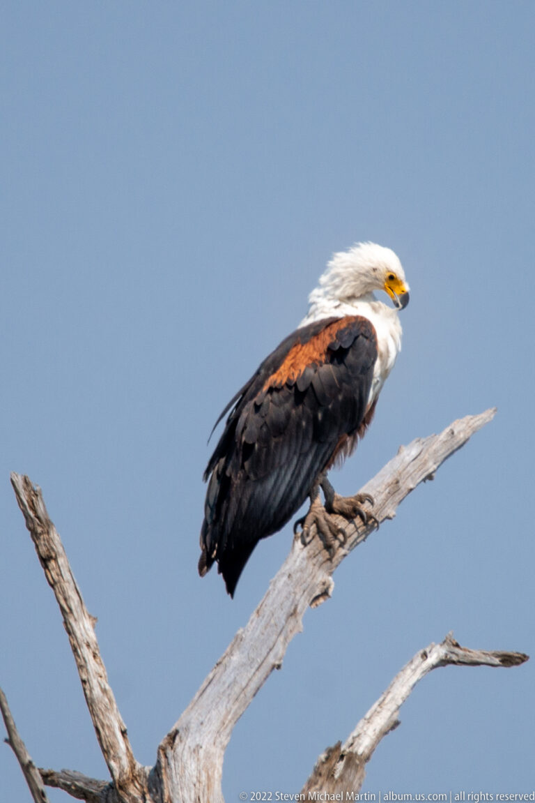 Close African fish eagle perched on a pale dead branch, with white head, yellow bill, and dark wings.
