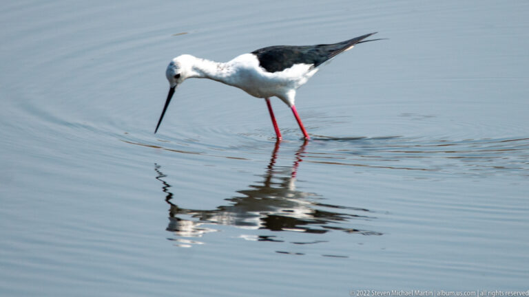 Black-and-white stilt with long red legs probes calm shallow water, its reflection visible below.