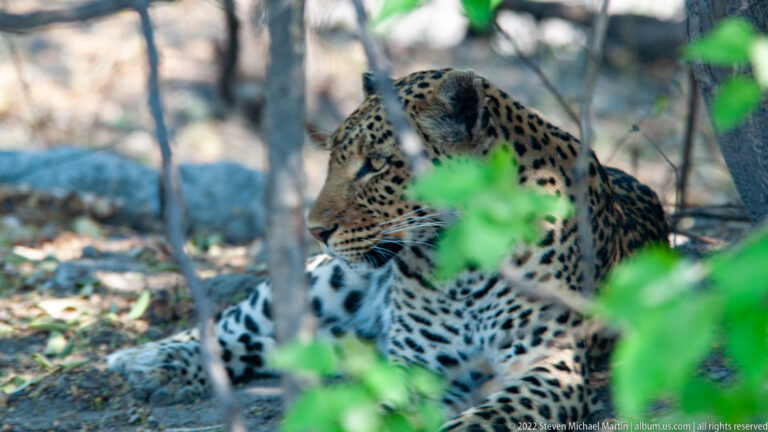 Leopard resting in shaded woodland, partly obscured by tree trunks and bright green foreground leaves.