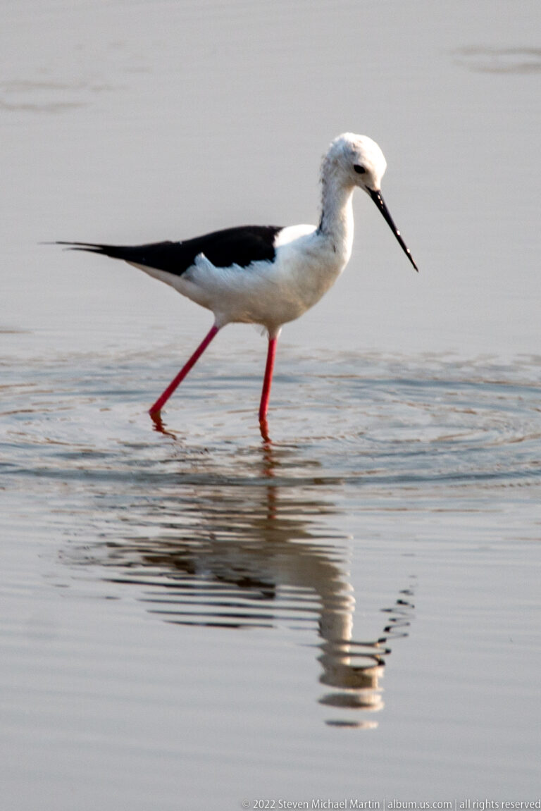 Side view of black-winged stilt walking through shallow water on long red legs.