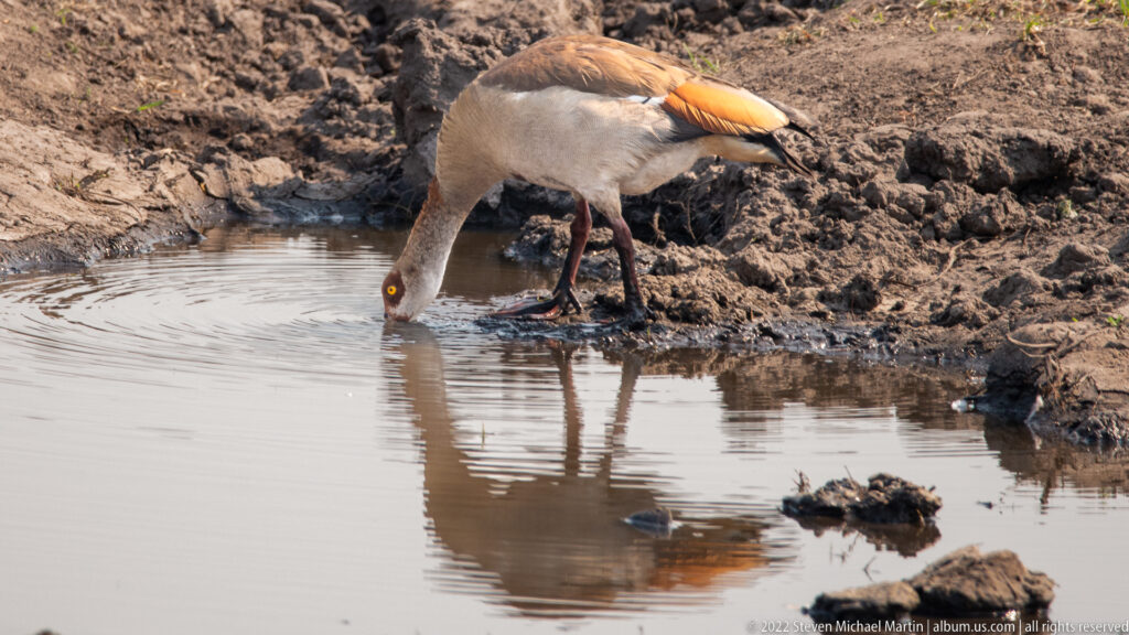 Egyptian goose bends to drink from a muddy pool, with its reflection visible in the water.