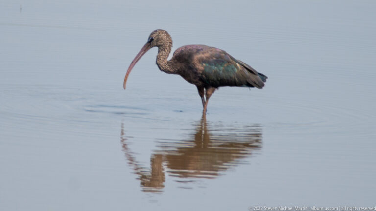 Dark glossy ibis with long curved bill stands in shallow water with a clear reflection.