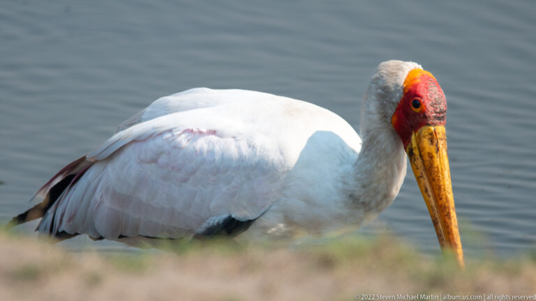 Close yellow-billed stork with white plumage, red face, gray head, and long yellow bill beside water.