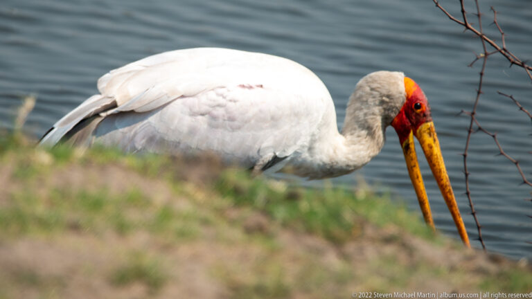 Yellow-billed stork bends toward water beside a grassy bank and thin leafless twigs.