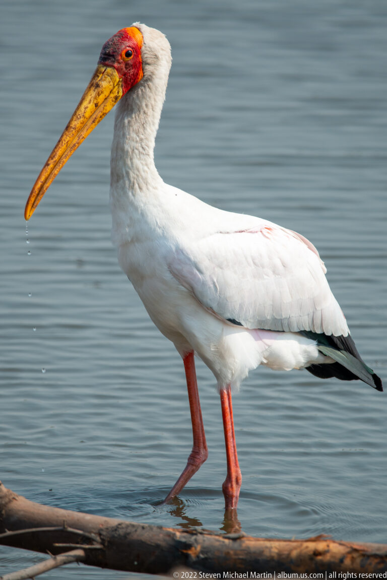 Full side view of yellow-billed stork walking in shallow water on red legs.