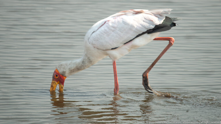 Yellow-billed stork bends with its bill underwater while stepping through shallow rippled water.