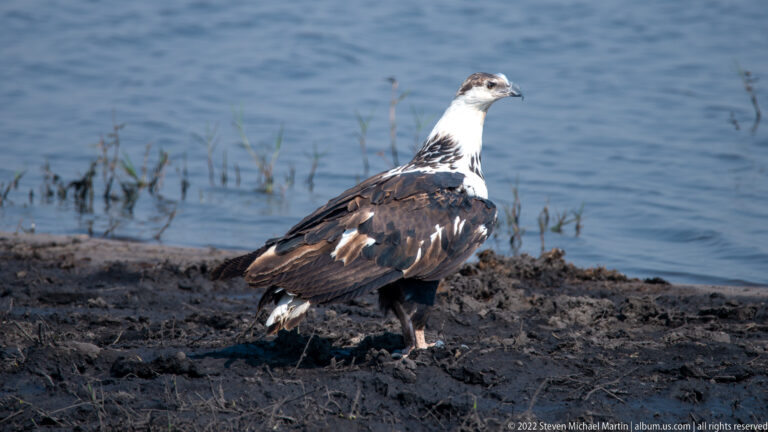 Mottled brown-and-white immature African fish eagle stands on muddy ground beside blue water.