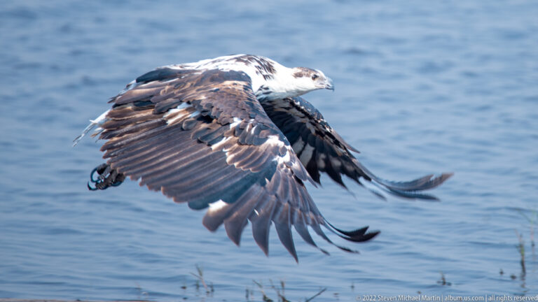 Mottled immature African fish eagle flies low over blue water with broad wings extended.