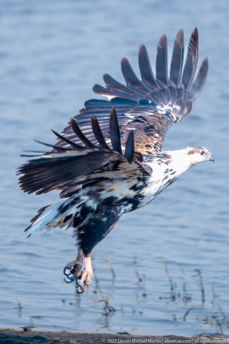 Immature African fish eagle flies just above water with long primary feathers spread in a downstroke.