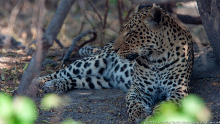 Leopard reclines on bare ground in tree shade, looking to the side with rosetted body and forelegs clearly visible.