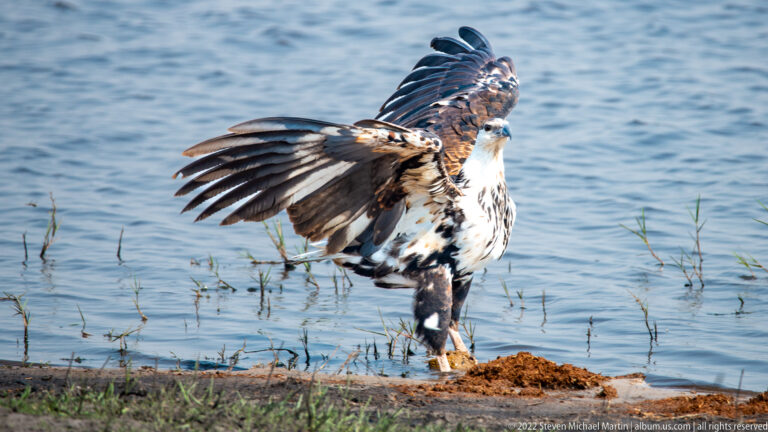 Mottled immature African fish eagle stands at water edge with both wings raised and spread.