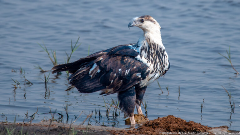 Juvenile African fish eagle standing on a muddy shoreline beside blue water, with mottled brown plumage and a streaked pale head.