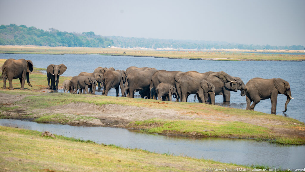 Large herd of African elephants with several calves standing along a grassy riverbank beside the Chobe River.