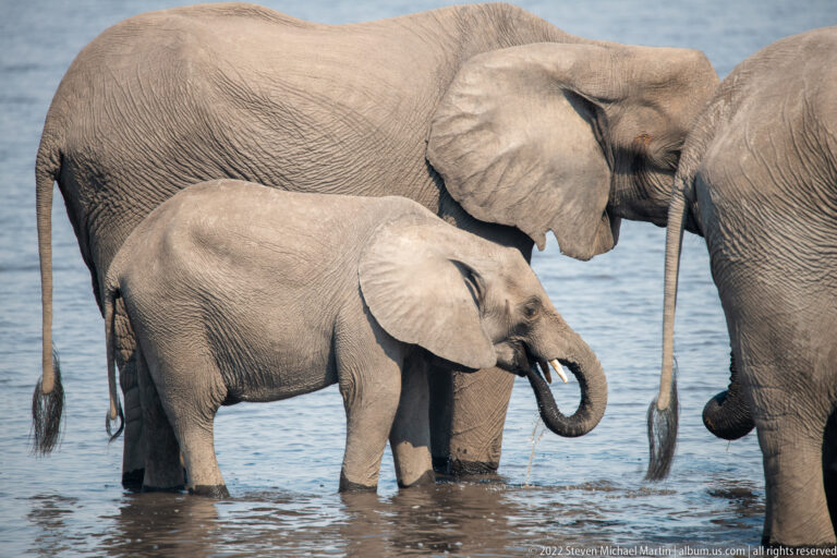 Elephant calf standing in shallow water between two adult elephants, with its trunk curled upward while drinking.