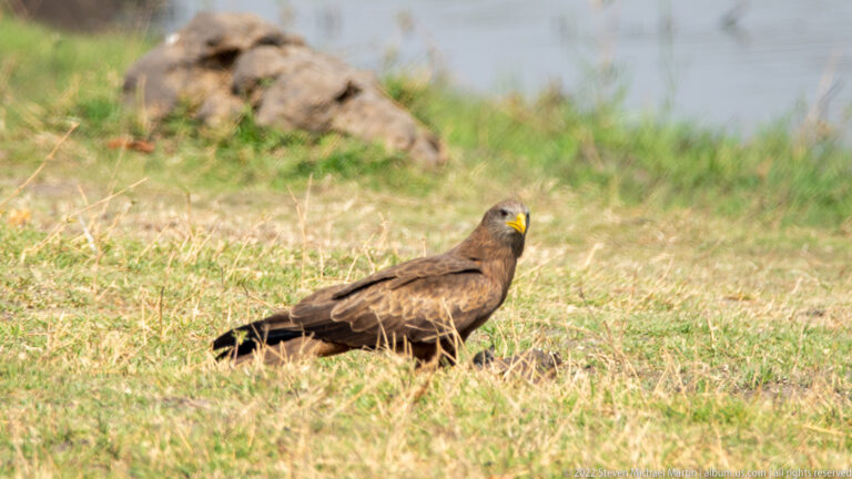 Brown yellow-billed kite standing on short grass near water, with a bright yellow hooked bill and long tail.