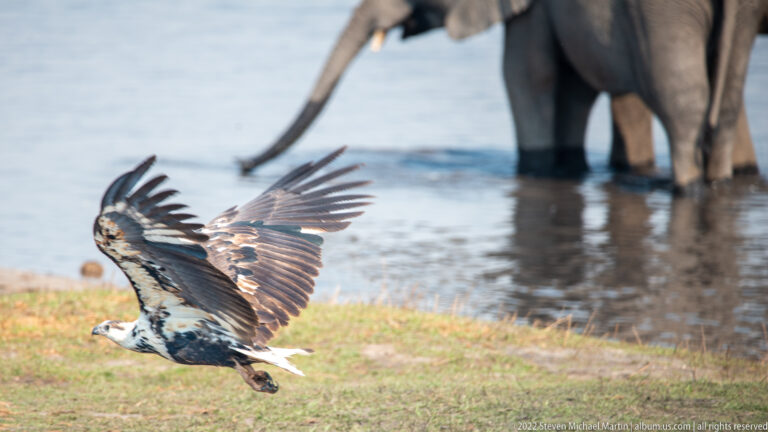 Juvenile African fish eagle flying low over grass with broad mottled wings spread, while an elephant stands blurred in the water behind.
