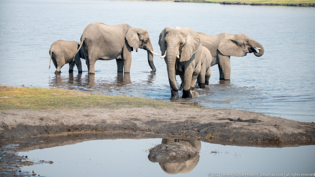 Group of African elephants wading in shallow water beside a muddy bank, with one adult reflected in a foreground pool.