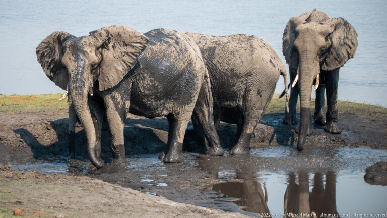 Two mud-coated African elephants standing beside a shallow wallow with open water in the background.
