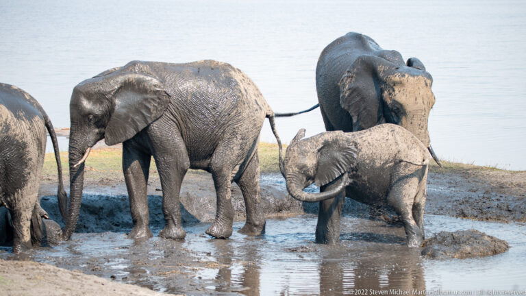 Elephant calf splashing in a muddy wallow among larger adults, with its trunk raised and body angled forward.