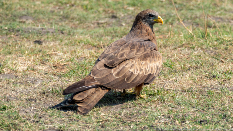 Yellow-billed kite standing on grass in three-quarter view, showing layered brown feathers, dark tail, and bright yellow bill.