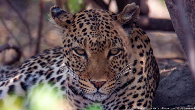 Leopard facing the camera in woodland shade, with pale eyes and spotted muzzle above blurred green leaves.
