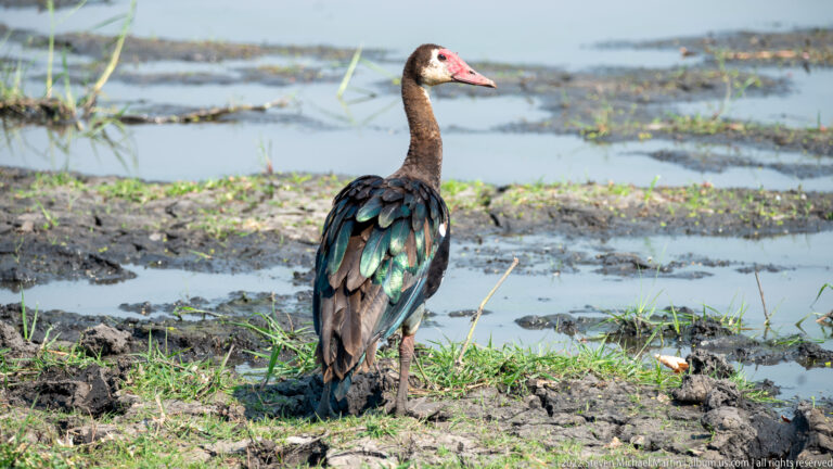 Spur-winged goose standing on muddy ground beside water, with dark plumage, green iridescent wings, pale face, and red bill.