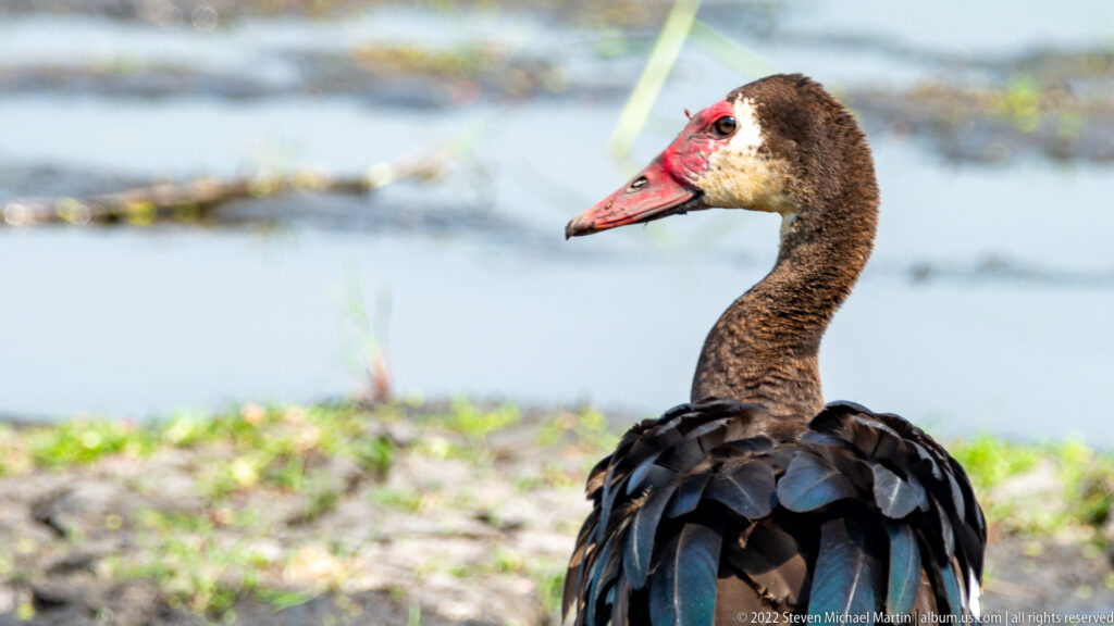 Close portrait of a spur-winged goose showing its red bill and face, pale cheek, brown neck, and dark shoulder feathers.
