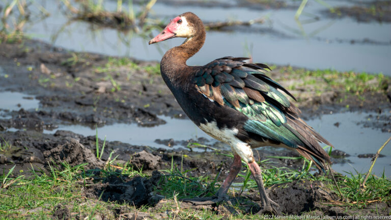 Full-body spur-winged goose walking on muddy wetland ground, with red bill, pale face, green-black wings, and white flanks.