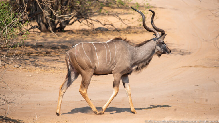 Male greater kudu walking across a sandy track, with long spiral horns, gray-brown coat, white side stripes, and throat fringe.