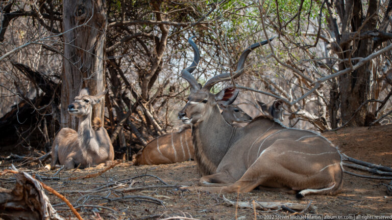 Greater kudus resting under dense trees, with a spiral-horned adult male in front and smaller animals behind.
