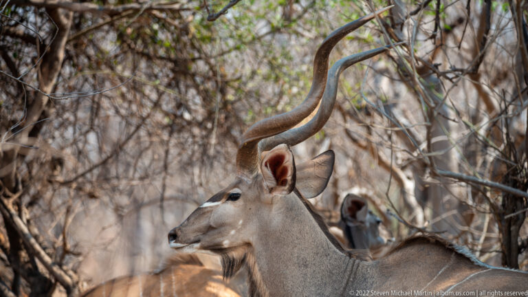 Close view of a male greater kudu with long spiral horns, large ears, gray-brown coat, and pale facial markings among trees.