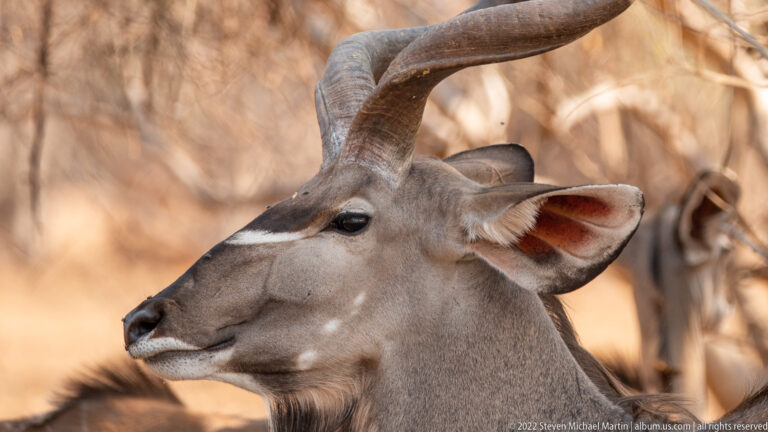 Close profile of a male greater kudu showing gray face, large ear, dark muzzle, pale markings, and sweeping spiral horn.