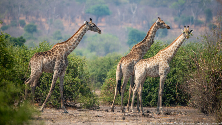 Three giraffes standing together beside low shrubs, their long necks and patterned coats rising above the woodland edge.