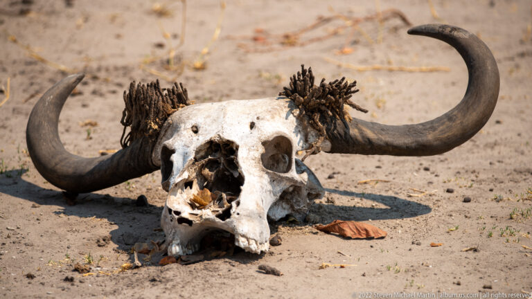 Weathered African buffalo skull lying on sand, with broad horn bosses and two heavy curved horns extending outward.