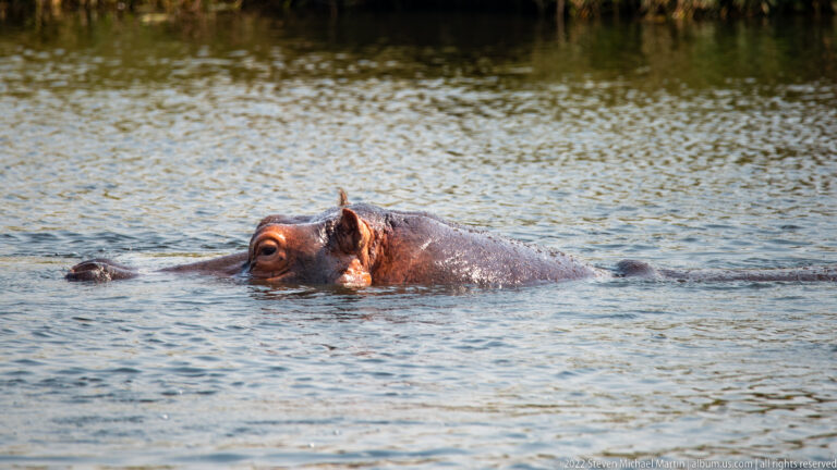 Hippopotamus swimming almost fully submerged, with eyes, ears, nostrils, and part of its back visible above rippled water.