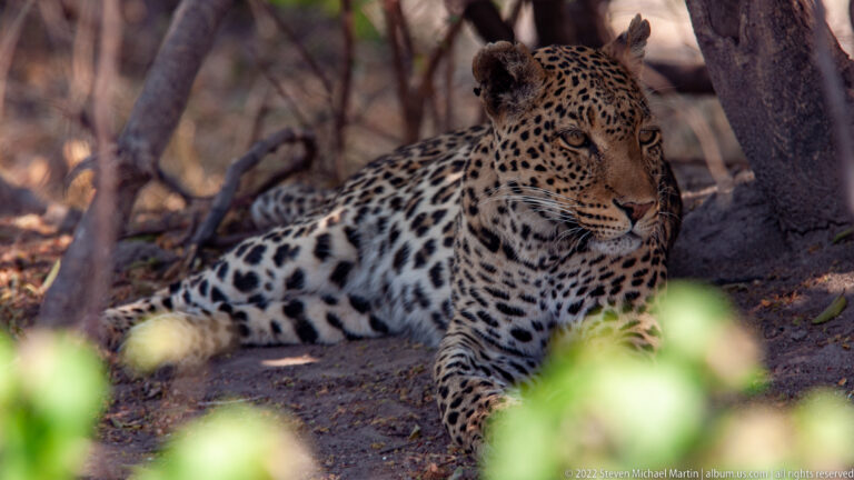 Leopard reclining under trees with forelegs extended, head raised, and green leaves blurred across the foreground.
