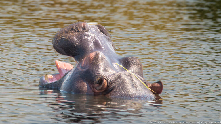 Hippopotamus at the water surface with mouth gaping wide, showing pink mouth and large teeth, beside another partly submerged hippo.