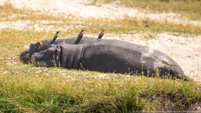 Several hippopotamuses lying together on a grassy riverbank, with small birds perched on the backs of some animals.