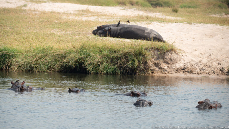 One hippopotamus resting on a grassy bank above several hippos whose heads protrude from the water below.