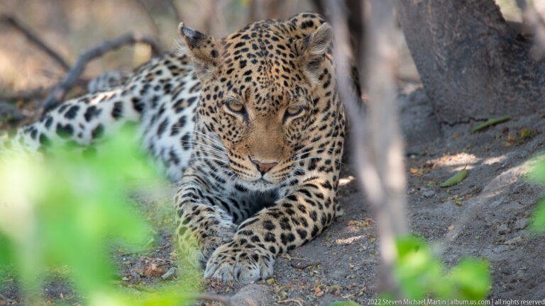 Leopard lying in shade beneath trees, facing forward through blurred branches and green foliage, with rosetted coat and forepaws visible.