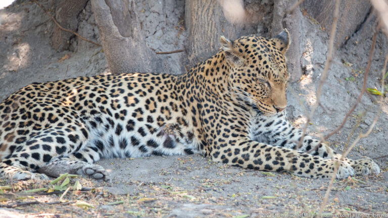 Full-bodied leopard reclining in shade at the base of a tree, with forelegs extended and head raised.