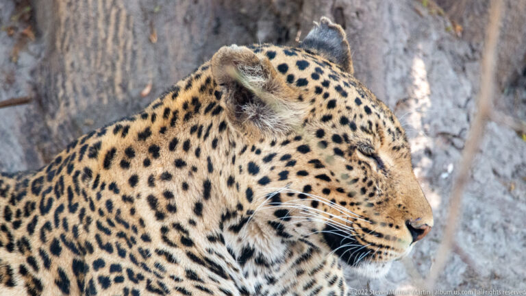 Close profile of a leopard’s head and shoulders, showing golden fur, black spots and rosettes, white whiskers, and rounded ears.