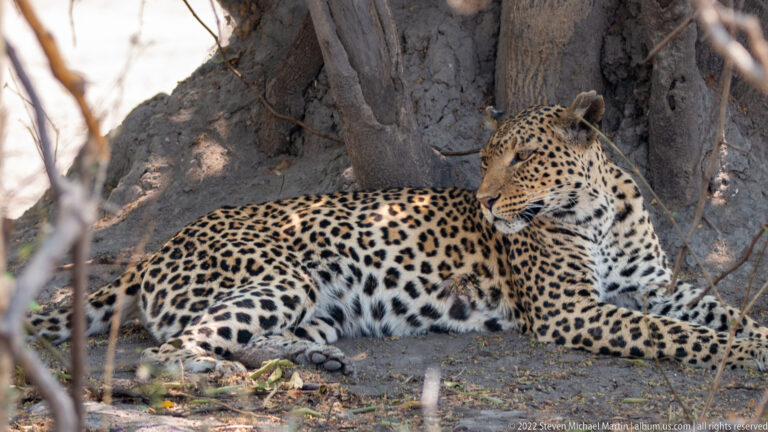 Leopard lying in shade beside thick tree roots, body stretched out while its head is raised and turned sideways.
