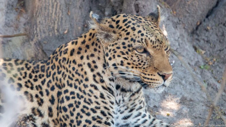 Leopard resting in shade with head raised, ears forward, and eyes looking to the side; spotted shoulders fill the frame.