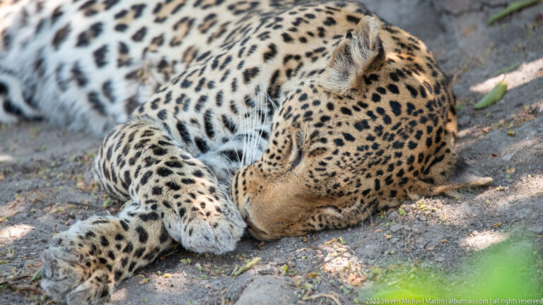 Leopard lying in shade with head bent down to its foreleg, apparently grooming its paw beneath dappled woodland light.