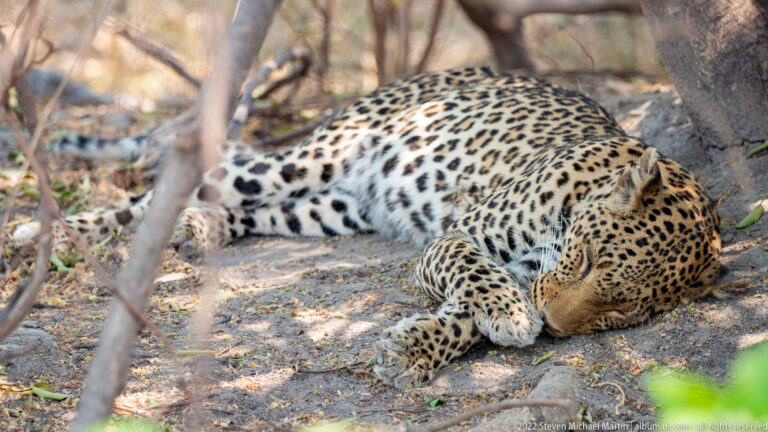 Leopard sleeping on the ground beneath branches, with head resting on crossed forepaws and long rosetted body stretched behind.
