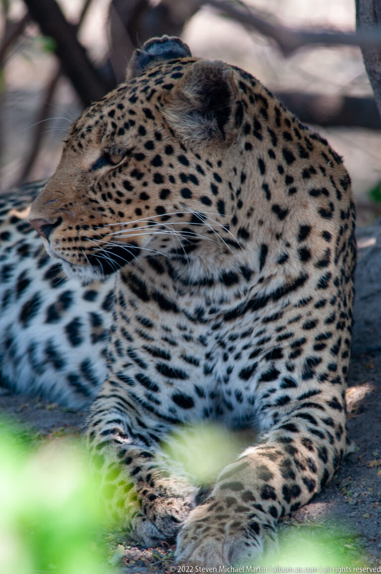 Side profile of a resting leopard with head lowered, long whiskers visible, and green foliage across the lower foreground.